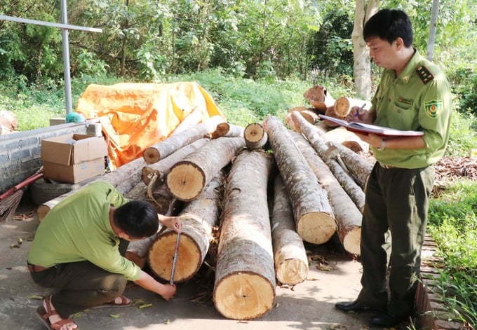Trong năm 2023, lực lượng kiểm lâm trên địa bàn tỉnh Thái Nguyên đã phát hiện hơn 100 vụ vi phạm Luật Lâm nghiệp. Ảnh: Quang Linh.