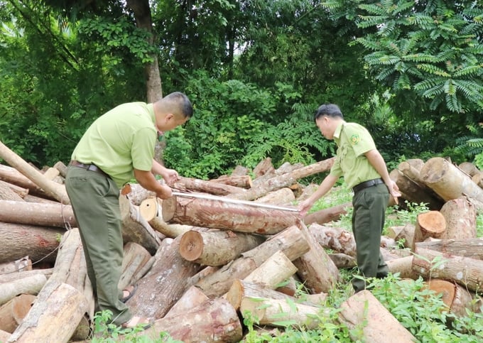 Nhờ làm tốt công tác quản lý, bảo vệ rừng, tình hình an ninh rừng trong các khu rừng phòng hộ, rừng đặc dụng trên địa bàn tỉnh cơ bản giữ ổn định. Ảnh: P.Hiếu.