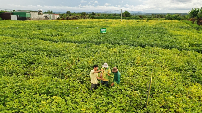 image007-113858_735.jpg Cánh đồng trồng đậu nành tại Cư Jut, Tây Nguyên.
