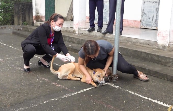 Veterinary officers administering vaccinations in Song Cong city. Photo: Mai Thuong.
