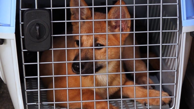 Thai Nguyen province instructed local residents bitten by dogs or cats to promptly seek medical advice and receive rabies vaccinations at healthcare facilities. Additionally, they must adhere to prescribed protocols for handling outbreak clusters. Photo: Quang Linh.