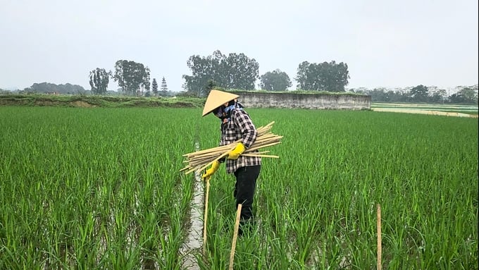 trong-mot-nam-hai-phong-co-hon-700ha-lua-bi-chuot-pha-hoai-204323_336.jpg Người dân xã Mỹ Đức, huyện An Lão cắm cọc để quây nilon, phòng chuột phá lúa vụ xuân. Ảnh: Đinh Mười.