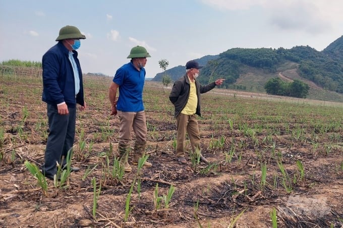Harmonious benefit sharing in the production linkage chain will help farmers become more attached to sugarcane. Photo: TS.