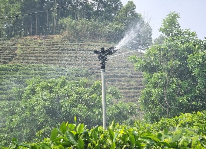 Phu Luong district's orientation is to develop the agricultural economy, with a focus on tea plant development. Photo: Dao Thanh.