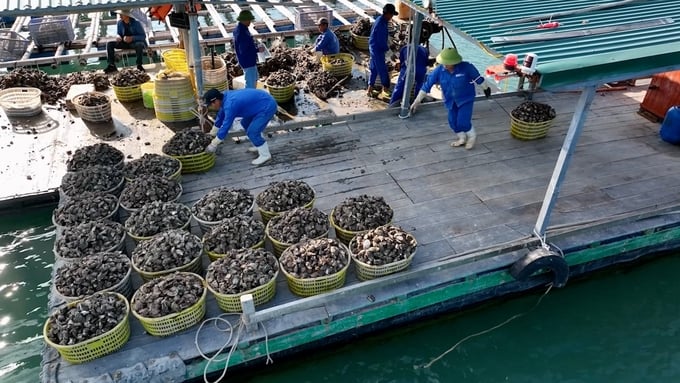 Nhiều chuyên gia nhận định, khi nuôi biển gần bờ đang quá tải, việc phát triển ngành công nghiệp nuôi biển xa bờ là cần thiết. Ảnh: Duy Học.