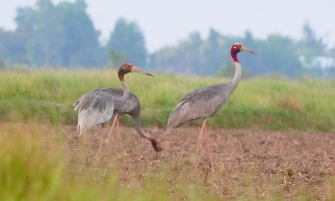 Cranes returned to Phu My Species and Habitat Conservation Area in March 2024. Photo: Lam Quang Ngon.