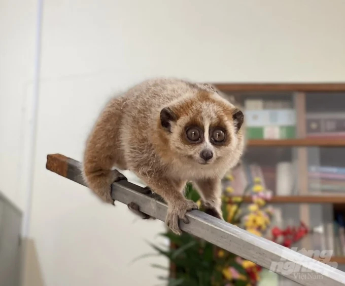 The small loris was discovered in Ban Thi commune (Cho Don district). Photo: Provided by Nam Xuan Lac Species and Habitat Conservation Area Management Board.