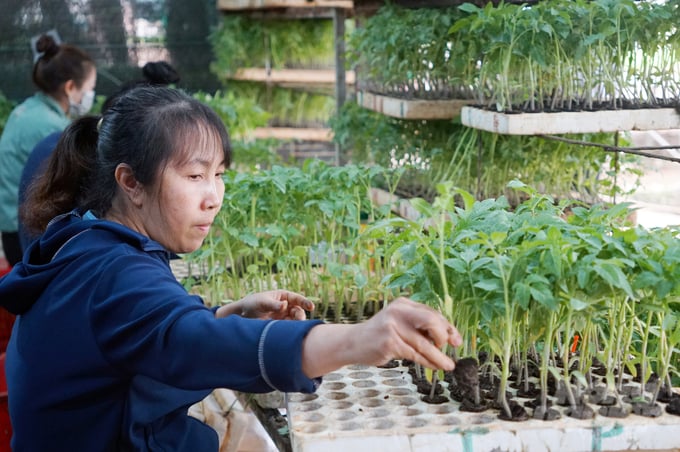 The Central Highlands provinces have the advantage of large land, climate, and soil suitable for farming and animal husbandry. Photo: Nguyen Thuy.