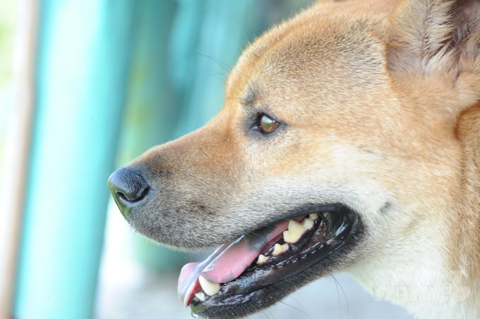 In addition, people are not aware of the risks and harmful effects of rabies for themselves and the community and have not proactively purchased rabies vaccines to vaccinate the province's dogs and cats. Photo: Le Hoang Vu.