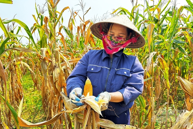 Gia đình chị Nguyễn Thị Thương, thôn Vĩnh Hưng có 5 sào ngô bị thiệt hại nặng. Ảnh: Thanh Nga.