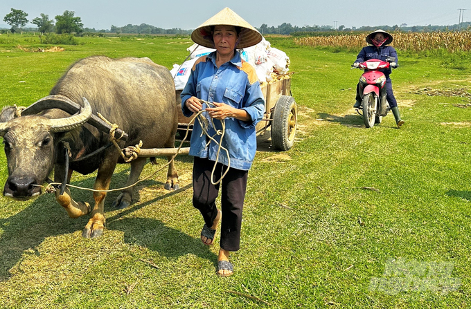 ngo4-092944_712-092945.jpg Các diện tích bị bệnh, chết khô người dân phải thu hoạch trước thời vụ từ 7 - 15 ngày. Ảnh: Thanh Nga.
