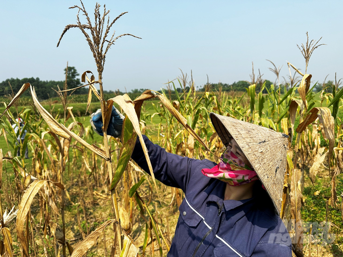ngo7-092829_161-092830.jpg Cây ngô bị héo từ gốc đến ngọn. Ảnh: Thanh Nga.