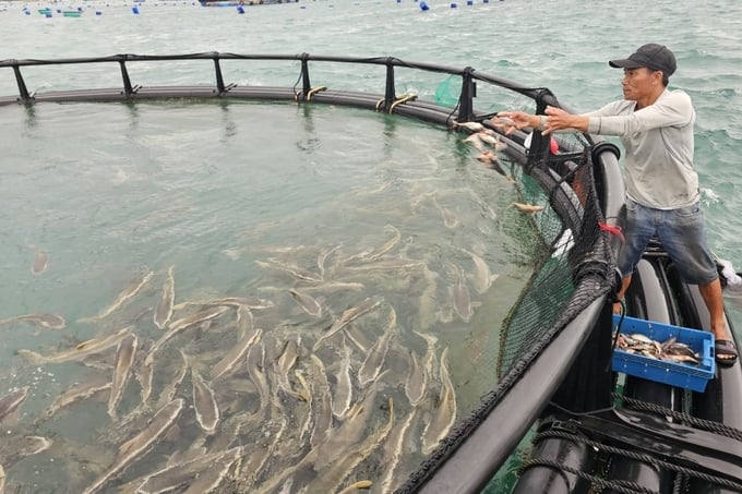 Open sea grouper farming, earning over 1 billion dong per year. Photo by Kien Trung.