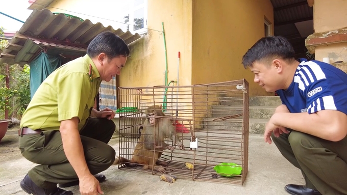 ki-kiem-lam-btmp4-snapshot-0013593-3442-185554_683.jpg Hạt Kiểm lâm huyện Bảo Thắng tiếp nhận cá thể khỉ vàng từ người dân. Ảnh: T.N.