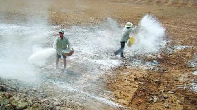 Adding lime to the soil will significantly reduce the release of Cd and other heavy metals from the soil. Photo: TL.