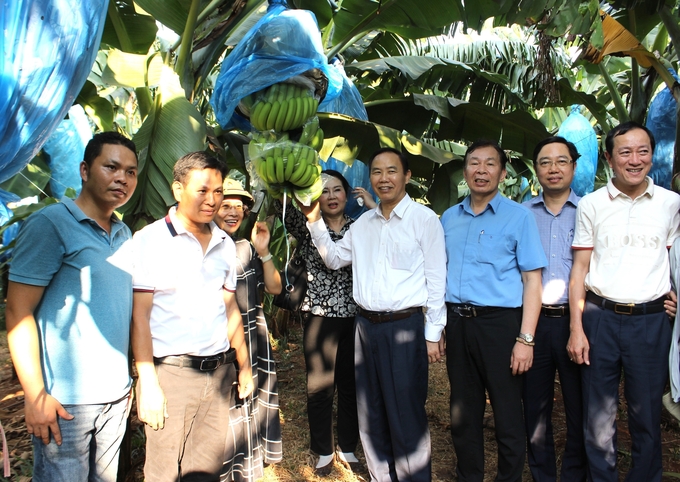 h1-153906_583.jpg Thứ trưởng Phùng Đức Tiến (thứ 4 từ phải sang) tham quan mô hình trồng giống chuối C1.22 và C2.22 tại xã Ia Dêr (huyện Ia Grai, tỉnh Gia Lai). Ảnh: Tuấn Anh.
