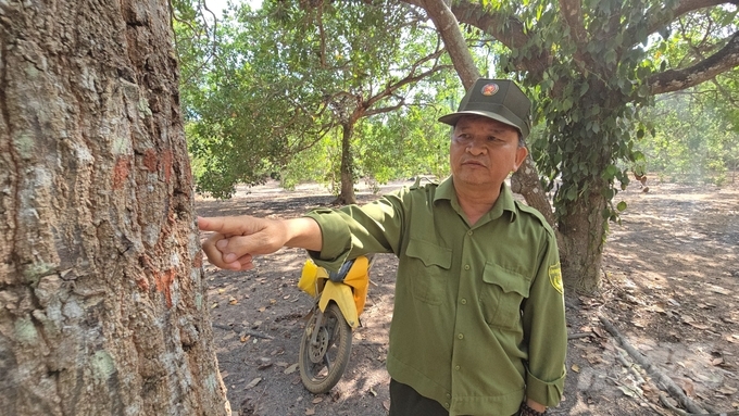 z5323367516225_a3f2203505695d256dc857dad256e533-031557_188-031557.jpg Những cây gỗ lớn được Ban quản lý rừng phòng hộ Xuân Lộc quản lý rất chặt chẽ bằng phương pháp đánh số hóa từng cây rừng. Ảnh: Minh Sáng.