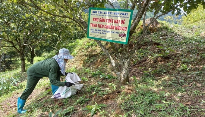 z5327609151423_459755121323718dc474d848ffeaf523-154011_58.jpg Một số diện tích trồng dẻ ván ở huyện Ngân Sơn đã đạt tiêu chuẩn hữu cơ, có giá trị kinh tế cao. Ảnh: Đình Hợi.
