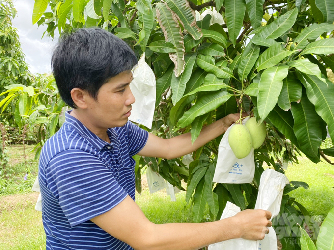 Mô hình sản xuất xoài của dự án giúp nông dân tăng năng suất từ 30 - 50%, chi phí đầu vào giảm 30 – 40 triệu đồng/ha. Ảnh: Lê Hoàng Vũ.