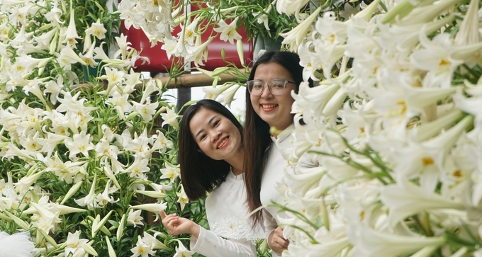 Mùi hương thơm dịu của hoa loa kèn khiến du khách cảm thấy vô cùng dễ chịu. Ảnh: Thảo Phương.