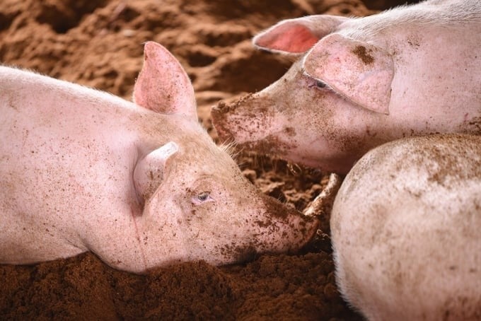 Industrial livestock production is a major source of greenhouse gas emissions. Photo: Tung Dinh.
