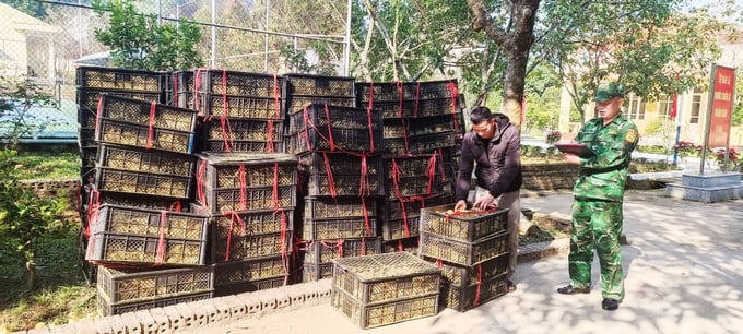 In March 2024, Quang Ninh Border Guard Command intercepted a vehicle transporting 42,700 poultry of unknown origin along the Binh Lieu border route. Photo: Cuong Vu.