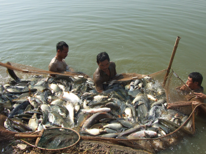 37-mo-hinh-nuoi-thuy-san-tap-trung-an-toan-tai-dong-my--thanh-tri-153034_540.jpg Nuôi trồng thủy sản ở ngoại thành Hà Nội. Ảnh: Tư liệu.