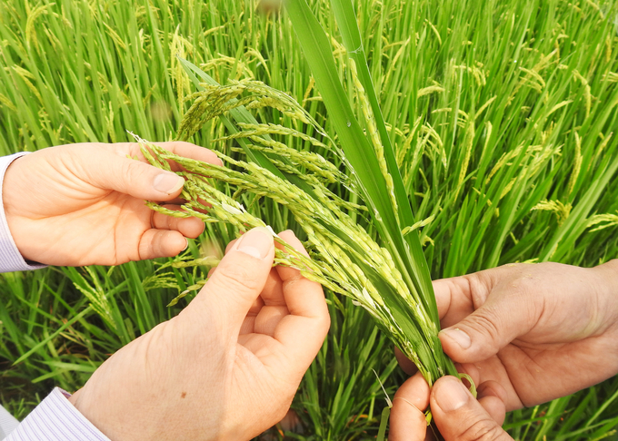 Đối với nhóm giống mẫn cảm với bệnh đạo ôn, người dân cần theo dõi sát đồng ruộng để phun phòng kịp thời, tuyệt đối không chủ quan. Ảnh: TN. 