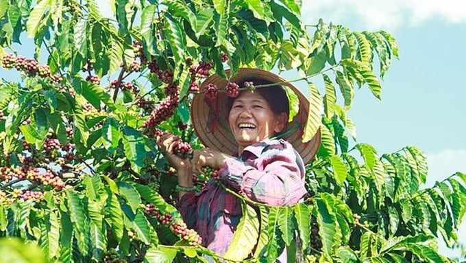 Giá cả thị trường cà phê trong nước và thế giới ngày 13/4/2024