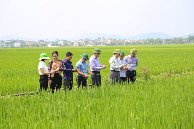 Ông Nguyễn Văn Việt, Giám đốc Sở NN-PTNT Hà Tĩnh (thứ 3 bên phải sang) kiểm tra, chỉ đạo các địa phương hướng dẫn người dân chủ động phòng trừ bệnh đạo ôn cổ bông trên lúa xuân. Ảnh: TN.