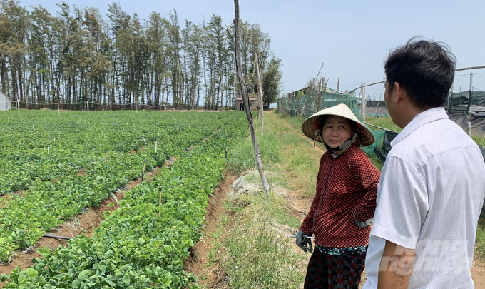 Theo UBND xã Trường Long Hòa hiện có khoảng 36ha đất trồng màu bị ảnh hưởng bởi gió biển và sương muối. Ảnh: Hồ Thảo.