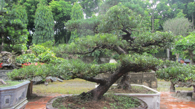 2-180013_618-180014.jpg Cây tùng la hán dáng bạt phong. Ảnh: Hải Tiến.