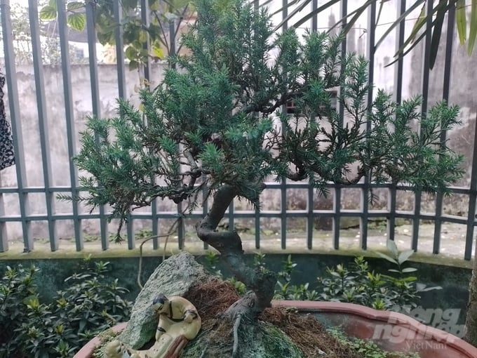 Cây tùng lá kim dáng làng đang trong quá trình hoàn thiện. Ảnh: Hải Tiến.