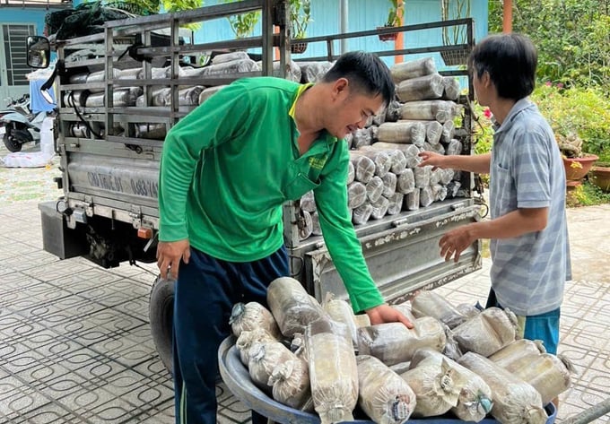 50b0cdf5e99447ca1e852-095412_171.jpg Người dân mua phôi nấm của chị Ánh Xuân Ảnh: Minh Đảm.