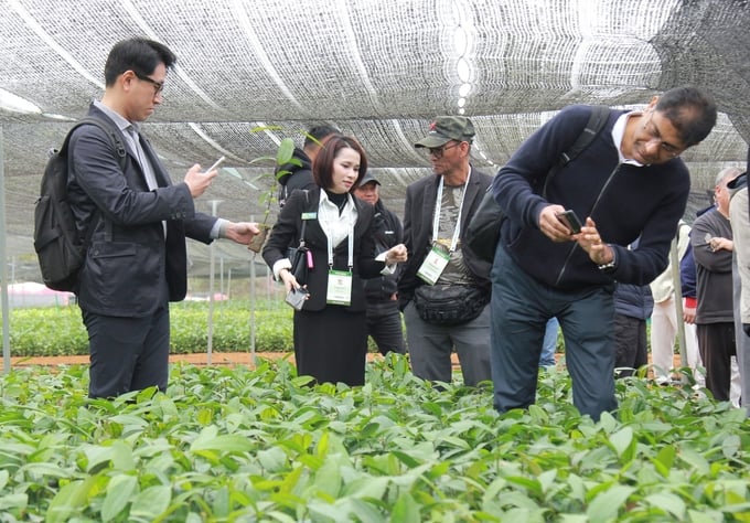 Yen Bai province has implemented various policies to support the local community in developing raw material areas for organic cinnamon production. Photo: Thanh Tien.