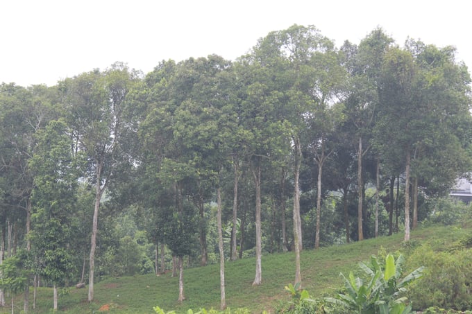 Yen Bai province currently houses the largest cinnamon raw material area nationwide. Photo: Thanh Tien.