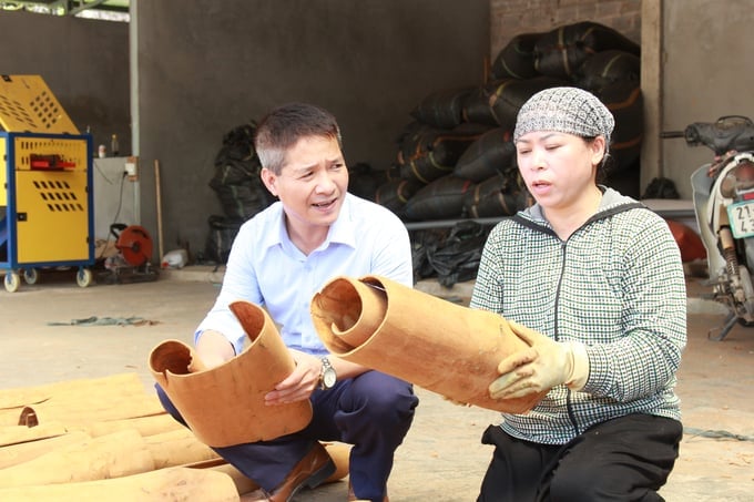 Son Ha high quality cinnamon products are exported to various demanding markets around the world such as the United States and European countries. Photo: Thanh Tien.