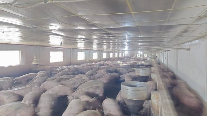 Feed plays a crucial role in the development of livestock production in Gia Lai province. Photo: Tuan Anh.
