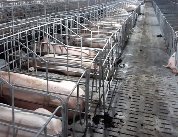 Gia Lai is actively promoting the construction of livestock feed processing plants. Photo: Tuan Anh.