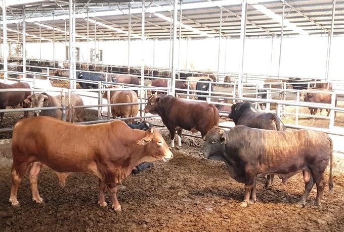 Gia Lai, home to the largest cattle herd in the country, greatly values its livestock feed supplies. Photo: Tuan Anh.