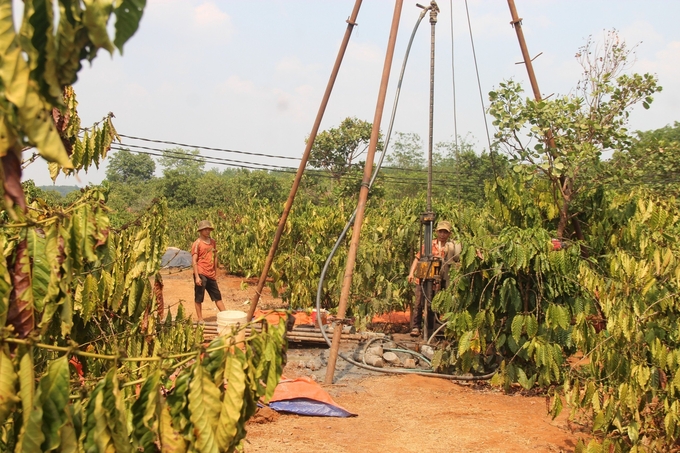 Để cứu vườn cà phê, nhiều hộ dân tập trung khoan giếng nhưng vẫn không có nước. Ảnh: Tuấn Anh.
