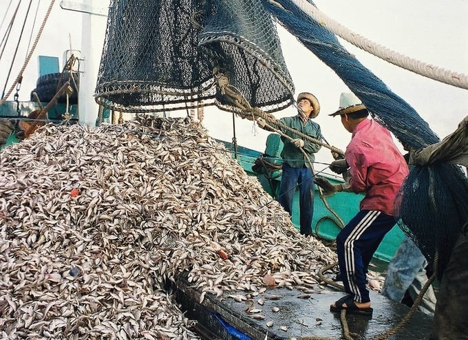 Nhiệm vụ, giải pháp dài hạn là khẩn trương rà soát, hoàn thiện chính sách, pháp luật trong lĩnh vực thủy sản, chú trọng chính sách nuôi trồng, khai thác, bảo vệ và phát triển nguồn lợi thủy sản, bảo quản, chế biến phục vụ xuất khẩu. Ảnh: Hồng Thắm.