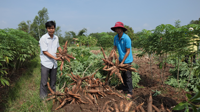 Sắn là cây trồng chủ lực, đem lại thu nhập khá cho người dân Tây Ninh. Ảnh: Trần Trung.