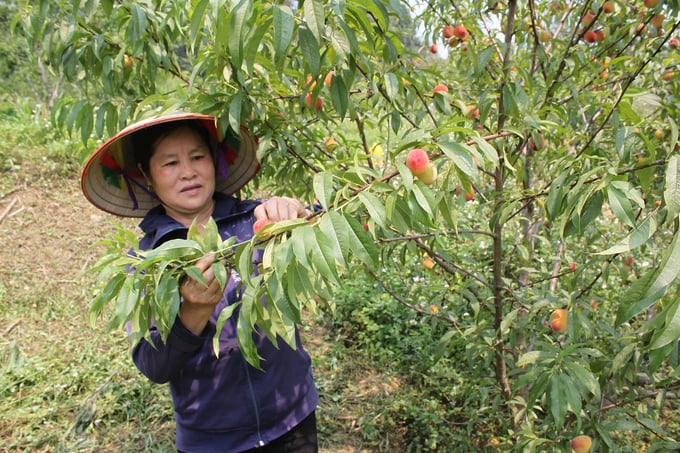 1-2-142745_606.jpg Mặc dù đào năm nay không được mùa song chất lượng khá tốt do bà con ngày càng chú trọng áp dụng kỹ thuật trong chăm sóc. Ảnh: Xuân Cường.