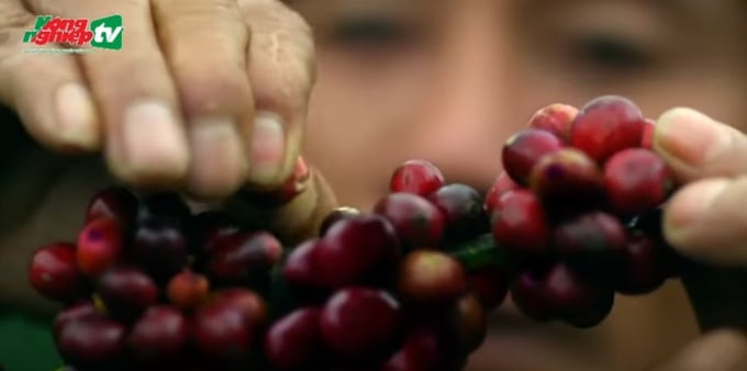 The crop production development strategy sets a goal of developing specialty coffee to reach an area of 11,500 ha and an output of about 5,000 tons by 2030. Photo: VAN.