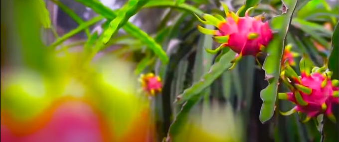 The strategy aims to prioritize the development of some fruit trees with advantages in the consumption market, such as mango, banana, dragon fruit, and pineapple. Photo: VAN.