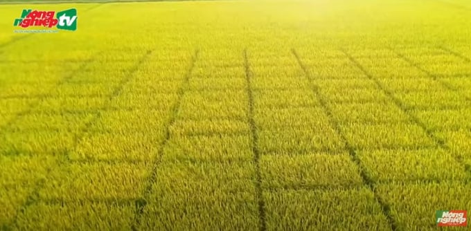 The Mekong Delta is oriented to be able to convert ineffective rice-growing land to other crops. Photo: VAN.