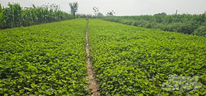 rauma-2-112843_922-112843.jpg Rau má Làng cổ Đông Sơn hợp với chân đất phù san pha cát ven sông Mã nên phát triển rất tốt. Ảnh: Quốc Toản.