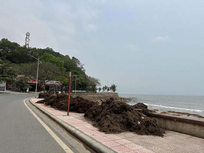 rong-mo-9-202130_445.jpg Rong được gom lên bờ, chất thành đống để chở về bãi rác Đình Vũ xử lý. Ảnh: Đinh Mười.