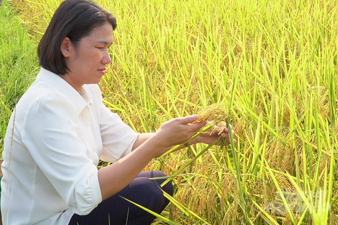 Trồng lúa hữu cơ có liên kết giúp nông dân tăng lợi nhuận gấp đôi so với canh tác lúa thông thường. Ảnh: Võ Dũng.